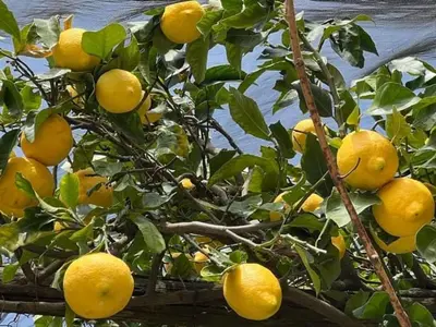 a bunch of oranges growing on a tree at Limone apartmani Niš in Niš