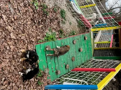 two dogs are laying in a bird cage at Vila Milica Poganovo in Poganovo