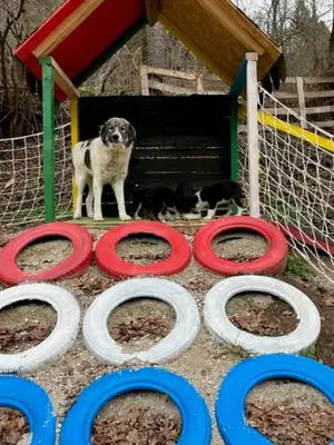 two dogs sitting in a dog house with red and white rings at Vila Milica Poganovo in Poganovo