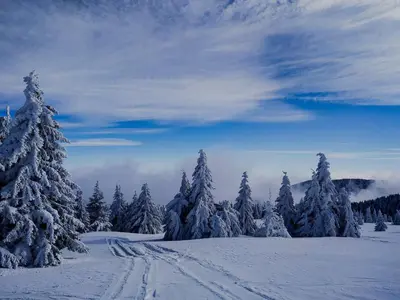 a snow covered forest with snow covered trees and a road at Apartman Snezanka Kopaonik in Kopaonik