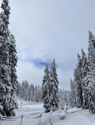 a snow covered forest with snow covered trees at Apartman Laura in Kopaonik