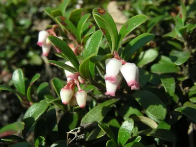 a group of white flowers on a plant at Woodside Kopaonik 417-418 in Kopaonik
