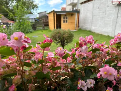 a bush of pink flowers in front of a house at Etno kuća Trifunović in Pretrešnja