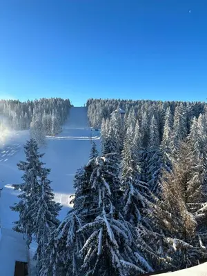 an aerial view of trees covered in snow at Woodside Lux Duplex in Kopaonik