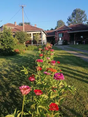 a group of pink flowers in a yard at Markov konak in Babušnica