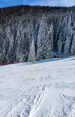 a snow covered mountain with trees in the background at Apartman Tiva - Milmari Resort-garažno mesto-GRATIS in Kopaonik