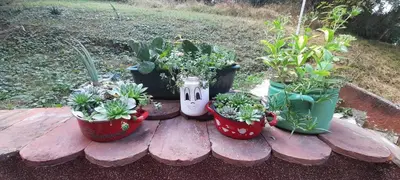 a group of potted plants sitting on a table at Apartman Pikolo VB in Vrnjačka Banja