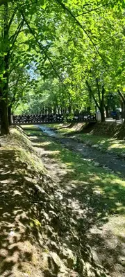 a tree lined path in a park with trees at Apartman Pikolo VB in Vrnjačka Banja