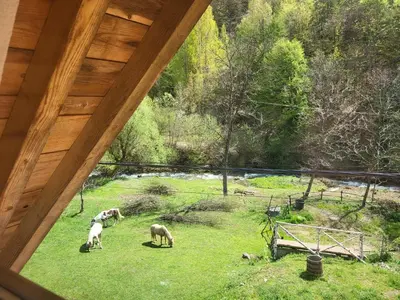 a group of sheep grazing in a field of grass at Antić apartmani Stara planina in Crni Vrh