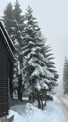 a snow covered pine tree next to a house at MONTANA apartment 21 in Kopaonik
