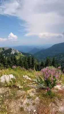a view of a mountain with flowers in a field at MONTANA apartment 21 in Kopaonik