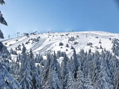 a snow covered slope with trees on a mountain at Woodside Kopaonik AAC in Raška