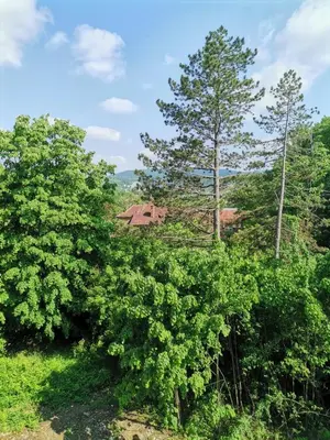 a group of trees with a house in the background at MDM Apartman Vrnjačka Banja in Vrnjačka Banja