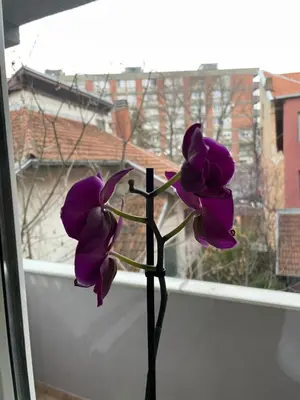 a purple flower is sitting in a window at Apartman Afrodita Lux 1 in Niš