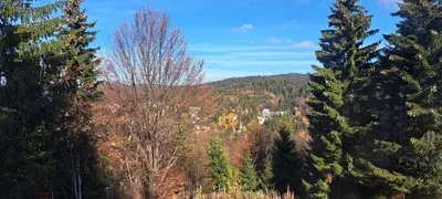 a forest of trees with a mountain in the background at A2Kopaonik newly built apartments in Kopaonik