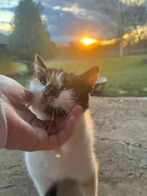 a person holding a kitten with the sunset in the background at Cottage House Official in Niš