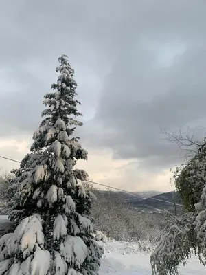 a snow covered christmas tree in the snow at Cottage House Official in Niš