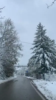a road covered in snow with a large pine tree at Cottage House Official in Niš