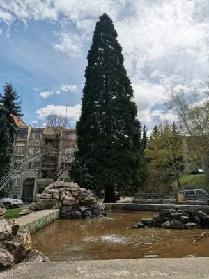 a large christmas tree in the middle of a pond at Quince in Bor
