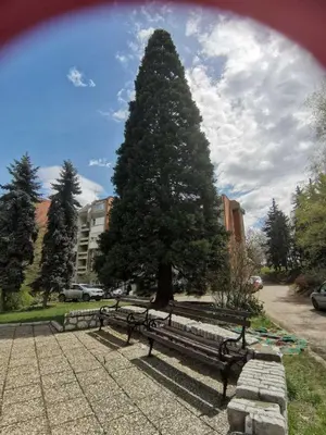 a large pine tree sitting next to a bench at Quince in Bor