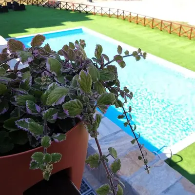 a potted plant sitting next to a swimming pool at Apartman Tea in Kopaonik