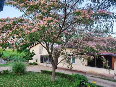 a tree in front of a house with pink flowers at Apartman Kristina Ribarska banja in Kruševac