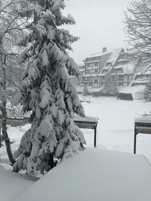 a snow covered pine tree in a yard at Konaci Kopaonik Lux Apartmani in Kopaonik