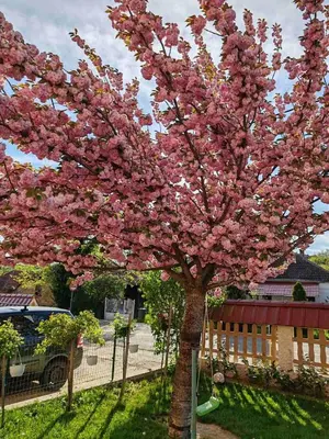 a pink flowering tree in a yard next to a fence at Apartmani Lazić in Ribarska Banja